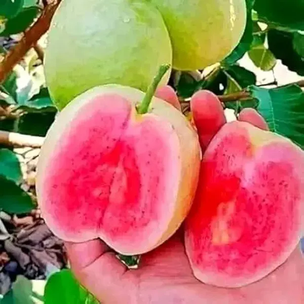 Organic_Thai_Red_Dimond_Guava_Fruit_Plants_Easy_To_Grow_Dwarf_Variety_Ideal_For_Indoor_&_Outdoor_Gardens_Fast_Fruit_Bearing_Sweet_&_Nutritious_Guavas