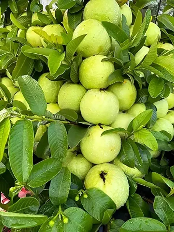 Organic_Thai_Red_Dimond_Guava_Fruit_Plants_Easy_To_Grow_Dwarf_Variety_Ideal_For_Indoor_&_Outdoor_Gardens_Fast_Fruit_Bearing_Sweet_&_Nutritious_Guavas
