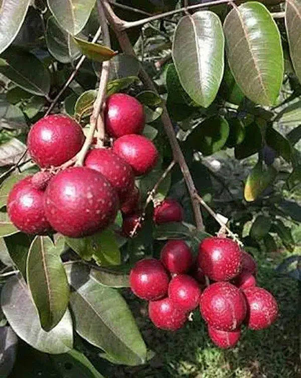 Two_Thai_Variety_Longan_Combo_plant_(1_Ruby_Longan+1_Snow_White_Longan)_GRAFTED_Dimocarpus_Longan__Tree,Healthy_plant_With_polibag_Pack_of_2_(Each_Plant_1.5-2_Ft_Height)
