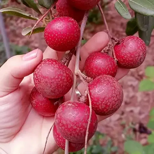 Two_Thai_Variety_Longan_Combo_plant_(1_Ruby_Longan+1_Snow_White_Longan)_GRAFTED_Dimocarpus_Longan__Tree,Healthy_plant_With_polibag_Pack_of_2_(Each_Plant_1.5-2_Ft_Height)