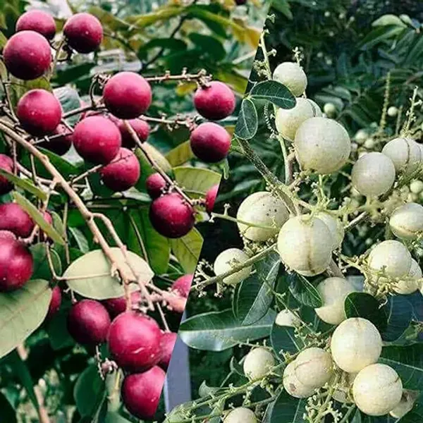 Two_Thai_Variety_Longan_Combo_plant_(1_Ruby_Longan+1_Snow_White_Longan)_GRAFTED_Dimocarpus_Longan__Tree,Healthy_plant_With_polibag_Pack_of_2_(Each_Plant_1.5-2_Ft_Height)