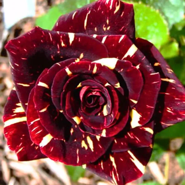 Variegated_Rose_Plant_–_Unique_Dual_Colour_Rose_Flowering_Plant_|_Rare_Striped_/_Bi-Color_Roses_for_Home_Garden_&_Balcony_Decor