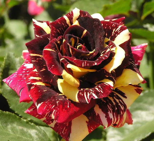 Variegated_Rose_Plant_–_Unique_Dual_Colour_Rose_Flowering_Plant_|_Rare_Striped_/_Bi-Color_Roses_for_Home_Garden_&_Balcony_Decor