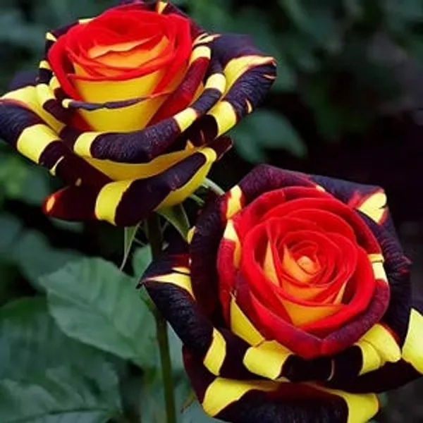 Variegated_Rose_Plant_–_Unique_Dual_Colour_Rose_Flowering_Plant_|_Rare_Striped_/_Bi-Color_Roses_for_Home_Garden_&_Balcony_Decor