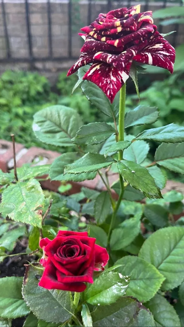 Variegated_Rose_Plant_–_Unique_Dual_Colour_Rose_Flowering_Plant_|_Rare_Striped_/_Bi-Color_Roses_for_Home_Garden_&_Balcony_Decor