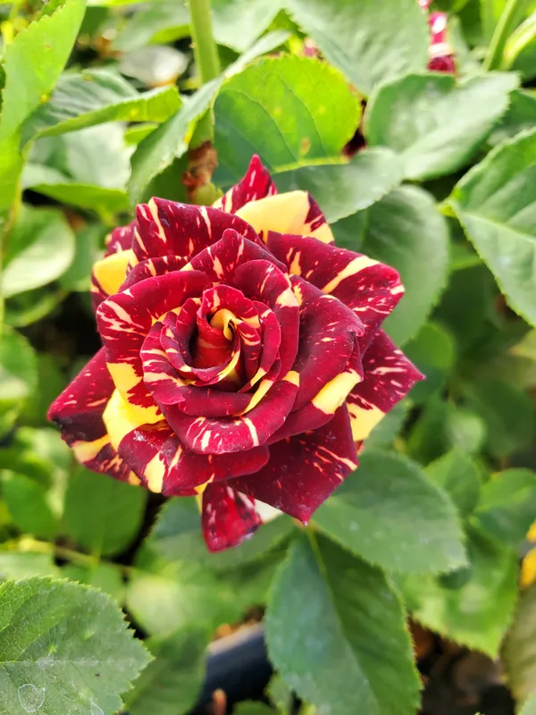 Variegated_Rose_Plant_–_Unique_Dual_Colour_Rose_Flowering_Plant_|_Rare_Striped_/_Bi-Color_Roses_for_Home_Garden_&_Balcony_Decor