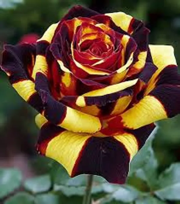 Variegated_Rose_Plant_–_Unique_Dual_Colour_Rose_Flowering_Plant_|_Rare_Striped_/_Bi-Color_Roses_for_Home_Garden_&_Balcony_Decor