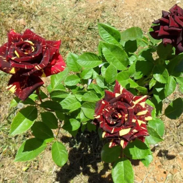 Variegated_Rose_Plant_–_Unique_Dual_Colour_Rose_Flowering_Plant_|_Rare_Striped_/_Bi-Color_Roses_for_Home_Garden_&_Balcony_Decor