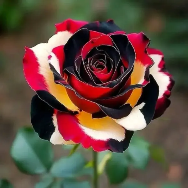 Variegated_Rose_Plant_–_Unique_Dual_Colour_Rose_Flowering_Plant_|_Rare_Striped_/_Bi-Color_Roses_for_Home_Garden_&_Balcony_Decor