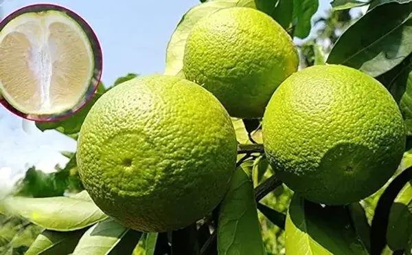 Vietnam_All_Time_Malta_Grafted_Plant_Bari_1_Malta_(height_1.5-3_Feet_-_Furit_After_1-2_Years)_Mosambi_Sweet_Lemon_Grafted_Fruit_Tree_Plant_Suitable_Home_Garden_Pack_Of_1