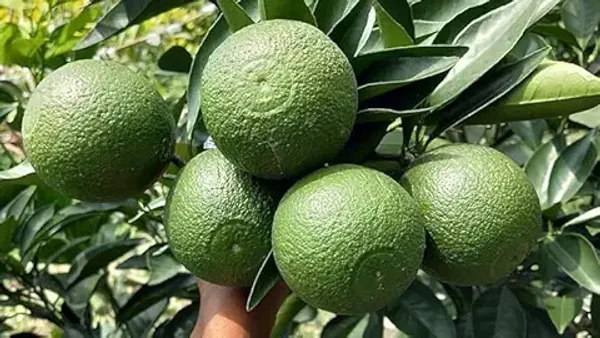 Vietnam_All_Time_Malta_Grafted_Plant_Bari_1_Malta_(height_1.5-3_Feet_-_Furit_After_1-2_Years)_Mosambi_Sweet_Lemon_Grafted_Fruit_Tree_Plant_Suitable_Home_Garden_Pack_Of_1