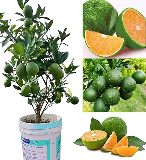 Vietnam_All_Time_Malta_Grafted_Plant_Bari_1_Malta_(height_1.5-3_Feet_-_Furit_After_1-2_Years)_Mosambi_Sweet_Lemon_Grafted_Fruit_Tree_Plant_Suitable_Home_Garden_Pack_Of_1