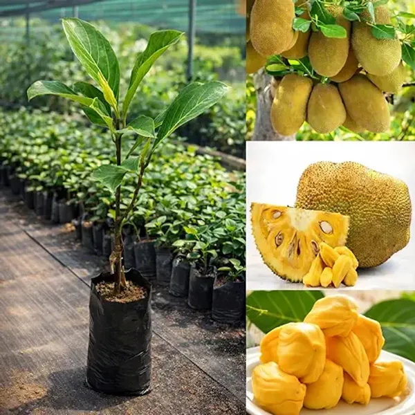 Organic_Vietnam_All_Time_Super_Early_Jackfruit_Plant_Home_High_Yield_All_Season_Vietnam_Super_Early_Jackfruit_1_5-2Ft_Hight_1_Year_Fruiting