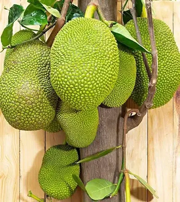 Organic_Vietnam_All_Time_Super_Early_Jackfruit_Plant_Home_High_Yield_All_Season_Vietnam_Super_Early_Jackfruit_1_5-2Ft_Hight_1_Year_Fruiting