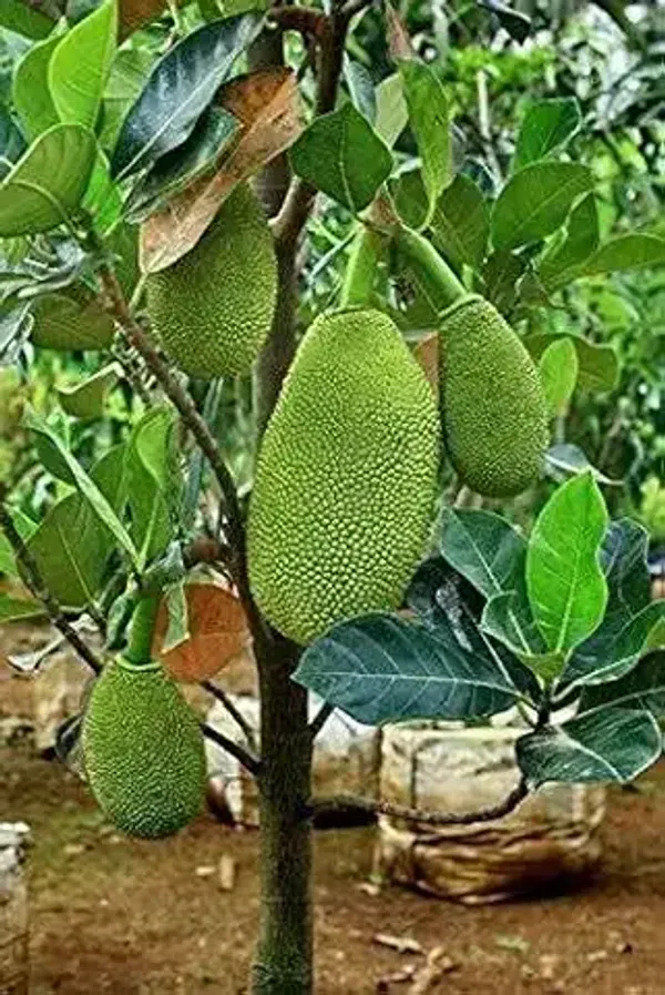 Organic_Vietnam_All_Time_Super_Early_Jackfruit_Plant_Home_High_Yield_All_Season_Vietnam_Super_Early_Jackfruit_1_5-2Ft_Hight_1_Year_Fruiting