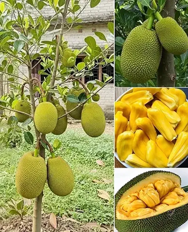 Organic_Vietnam_All_Time_Super_Early_Jackfruit_Plant_Home_High_Yield_All_Season_Vietnam_Super_Early_Jackfruit_1_5-2Ft_Hight_1_Year_Fruiting