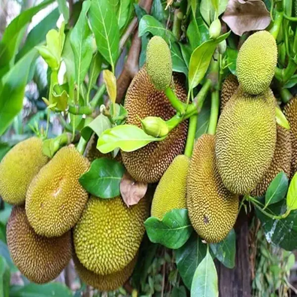 Organic_Vietnam_All_Time_Super_Early_Jackfruit_Plant_Home_High_Yield_All_Season_Vietnam_Super_Early_Jackfruit_1_5-2Ft_Hight_1_Year_Fruiting
