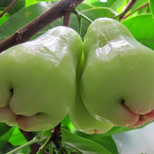 Water_Apple_Plant_Combo_(Red_&_White)_–_Syzygium_samarangense_Fruit_Tree,_Tropical_Wax_Apple_Variety,_Sweet_Juicy_Fruit_Plant_for_Home_Garden_&_Pots_(Pack_of_2)