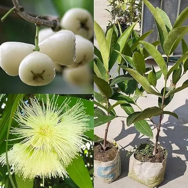 Water_Apple_Plant_Combo_(Red_&_White)_–_Syzygium_samarangense_Fruit_Tree,_Tropical_Wax_Apple_Variety,_Sweet_Juicy_Fruit_Plant_for_Home_Garden_&_Pots_(Pack_of_2)