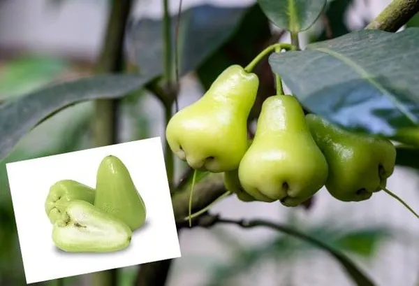 Water_Apple_Plant_Combo_(Red_&_White)_–_Syzygium_samarangense_Fruit_Tree,_Tropical_Wax_Apple_Variety,_Sweet_Juicy_Fruit_Plant_for_Home_Garden_&_Pots_(Pack_of_2)