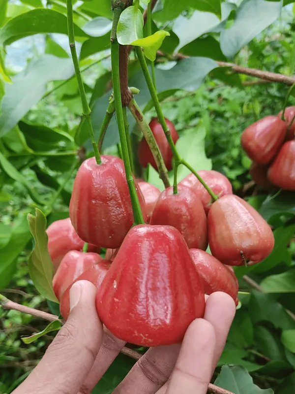 Water_Apple_Plant_Combo_(Red_&_White)_–_Syzygium_samarangense_Fruit_Tree,_Tropical_Wax_Apple_Variety,_Sweet_Juicy_Fruit_Plant_for_Home_Garden_&_Pots_(Pack_of_2)