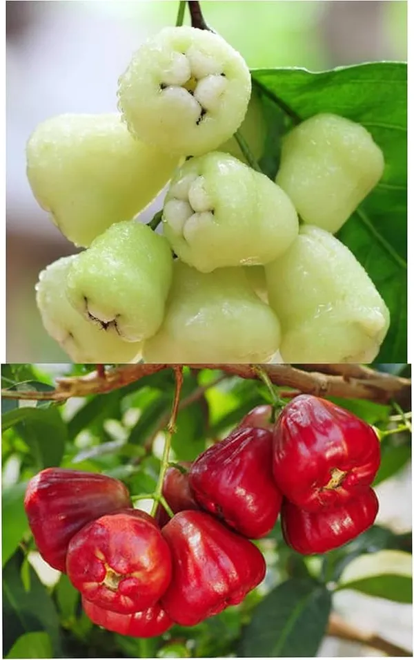 Water_Apple_Plant_Combo_(Red_&_White)_–_Syzygium_samarangense_Fruit_Tree,_Tropical_Wax_Apple_Variety,_Sweet_Juicy_Fruit_Plant_for_Home_Garden_&_Pots_(Pack_of_2)
