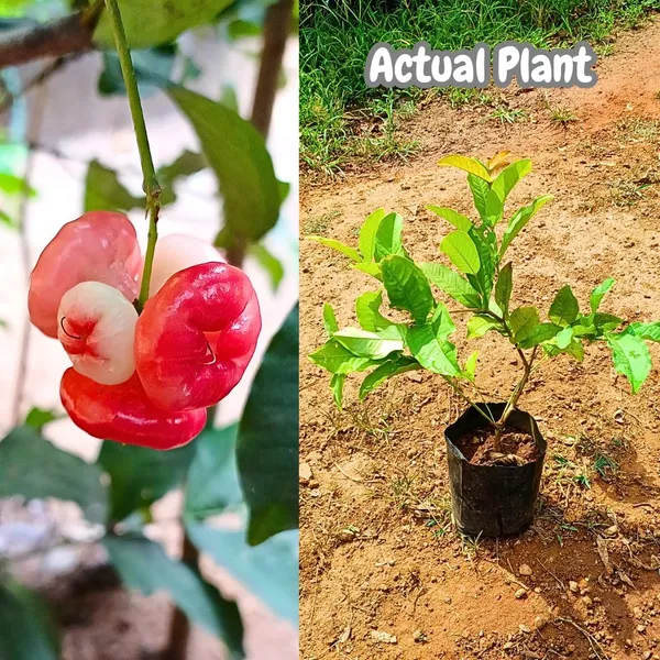 Water_Apple_Plant_Combo_(Red_&_White)_–_Syzygium_samarangense_Fruit_Tree,_Tropical_Wax_Apple_Variety,_Sweet_Juicy_Fruit_Plant_for_Home_Garden_&_Pots_(Pack_of_2)