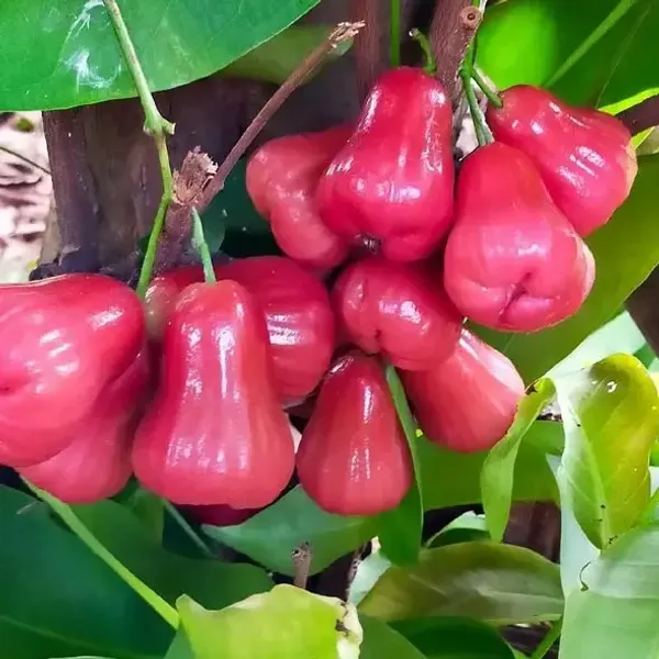 Water_Apple_Plant_Combo_(Red_&_White)_–_Syzygium_samarangense_Fruit_Tree,_Tropical_Wax_Apple_Variety,_Sweet_Juicy_Fruit_Plant_for_Home_Garden_&_Pots_(Pack_of_2)