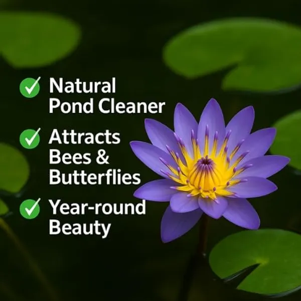 Water_Lily_Bulb_-_Beautiful_and_Hardy_Aquatic_Plant_Bulb_for_Your_Pond_or_Water_Garden._(pack_of_2_)_Healthy_bulbs,_fast_growing_and_fast_flower,
