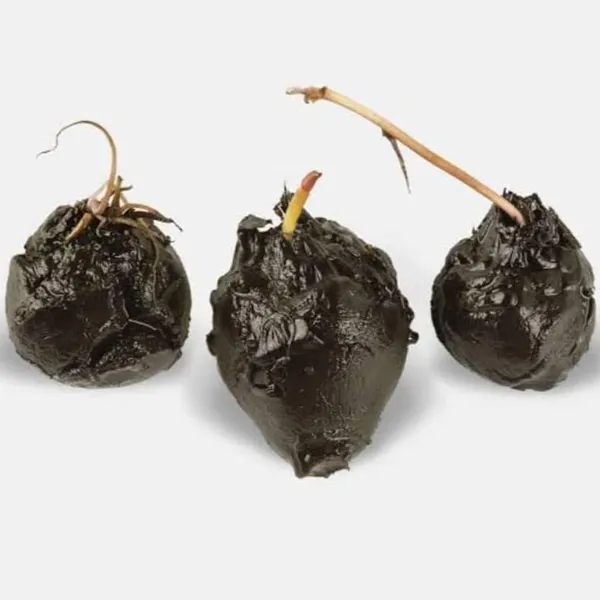 Water_Lily_Bulb_-_Beautiful_and_Hardy_Aquatic_Plant_Bulb_for_Your_Pond_or_Water_Garden._(pack_of_2_)_Healthy_bulbs,_fast_growing_and_fast_flower,