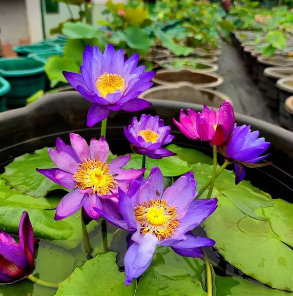 Water_Lily_Bulb_-_Beautiful_and_Hardy_Aquatic_Plant_Bulb_for_Your_Pond_or_Water_Garden._(pack_of_2_)_Healthy_bulbs,_fast_growing_and_fast_flower,