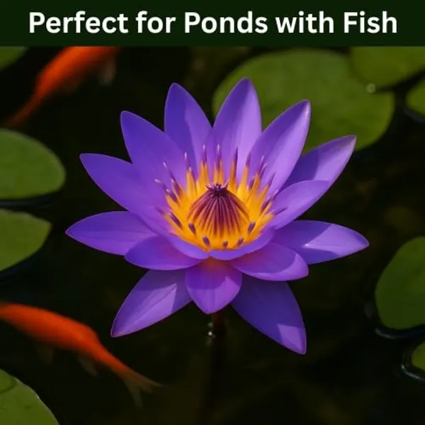 Water_Lily_Bulb_-_Beautiful_and_Hardy_Aquatic_Plant_Bulb_for_Your_Pond_or_Water_Garden._(pack_of_2_)_Healthy_bulbs,_fast_growing_and_fast_flower,