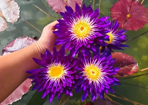 Water_Lily_Plant,_Vibrant_Purple_Flower_(pack_of_1)