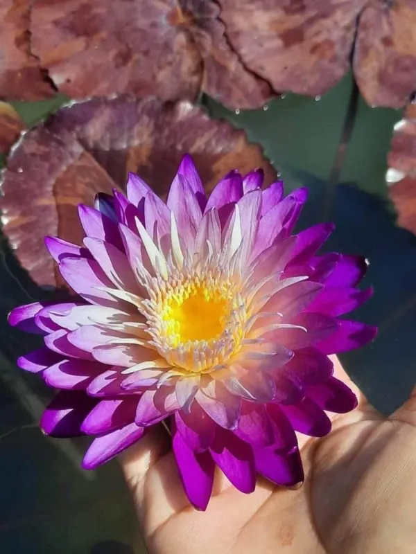 Water_Lily_Plant,_Vibrant_Purple_Flower_(pack_of_1)