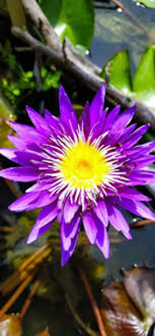 Water_Lily_Plant,_Vibrant_Purple_Flower_(pack_of_1)