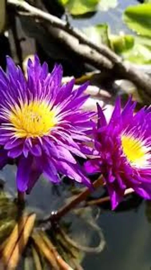 Water_Lily_Plant,_Vibrant_Purple_Flower_(pack_of_1)