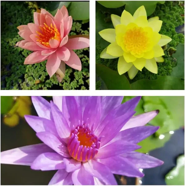 Water_Lily__3_Bulbs_Combo_–_Mixed_Color_Aquatic_Plant