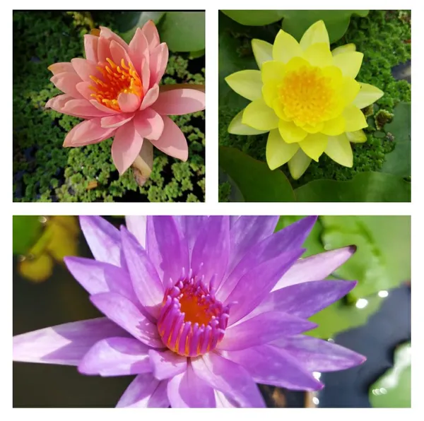 Water_Lily__3_Bulbs_Combo_–_Mixed_Color_Aquatic_Plant