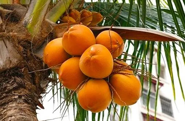 Yellow_Dwarf_Coconut_Plant_|__Coconut_Sapling_|_High_Yield_Tropical_Fruit_Tree_for_Home_&_Garden_|_Compact_Ornamental_&_Fruit_Bearing_Plant