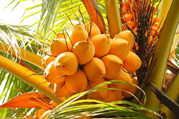 Yellow_Dwarf_Coconut_Plant_|__Coconut_Sapling_|_High_Yield_Tropical_Fruit_Tree_for_Home_&_Garden_|_Compact_Ornamental_&_Fruit_Bearing_Plant