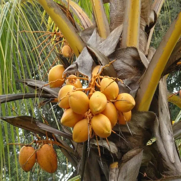 Yellow_Dwarf_Coconut_Plant_|__Coconut_Sapling_|_High_Yield_Tropical_Fruit_Tree_for_Home_&_Garden_|_Compact_Ornamental_&_Fruit_Bearing_Plant
