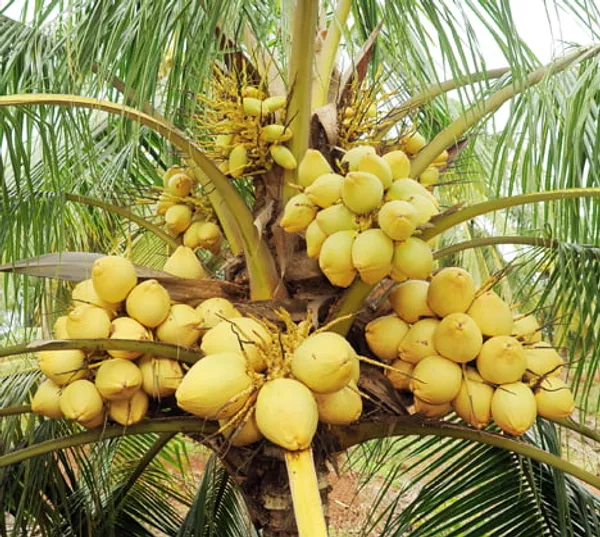 Yellow_Dwarf_Coconut_Plant_|__Coconut_Sapling_|_High_Yield_Tropical_Fruit_Tree_for_Home_&_Garden_|_Compact_Ornamental_&_Fruit_Bearing_Plant