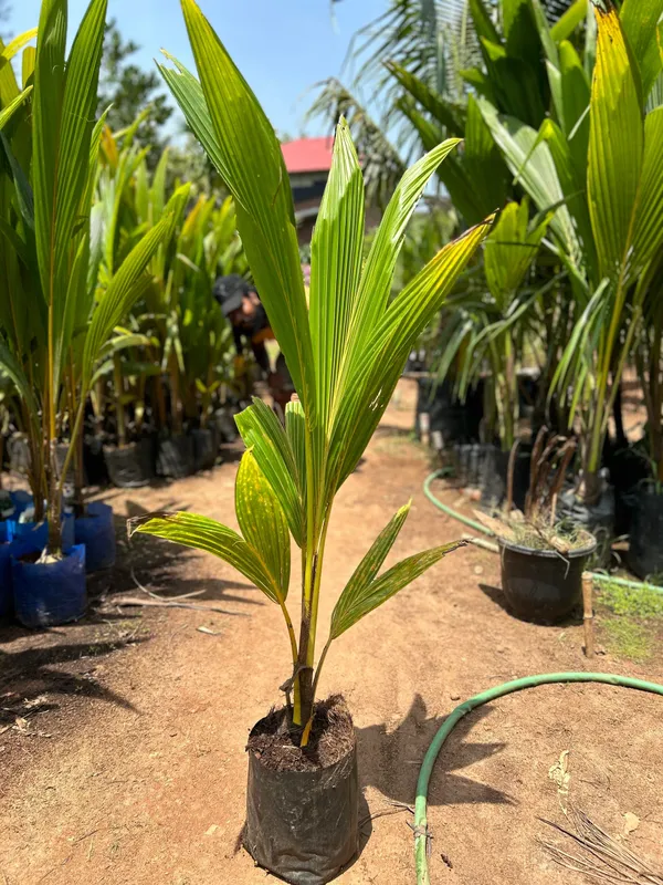 Yellow_Dwarf_Coconut_Plant_|__Coconut_Sapling_|_High_Yield_Tropical_Fruit_Tree_for_Home_&_Garden_|_Compact_Ornamental_&_Fruit_Bearing_Plant
