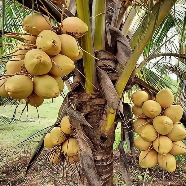 Yellow_Dwarf_Coconut_Plant_|__Coconut_Sapling_|_High_Yield_Tropical_Fruit_Tree_for_Home_&_Garden_|_Compact_Ornamental_&_Fruit_Bearing_Plant