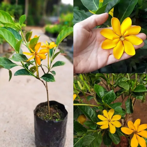 Yellow_Gandharaj_Good_Fragrant_Flower_Plant_Gardenia_Jasminoides_(Pack_of_1_Plant)