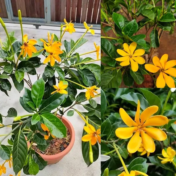 Yellow_Gandharaj_Good_Fragrant_Flower_Plant_Gardenia_Jasminoides_(Pack_of_1_Plant)