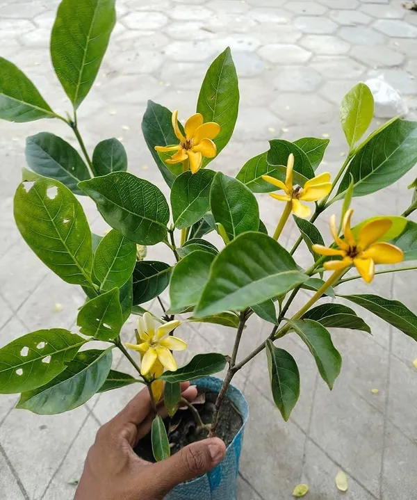 Yellow_Gandharaj_Good_Fragrant_Flower_Plant_Gardenia_Jasminoides_(Pack_of_1_Plant)