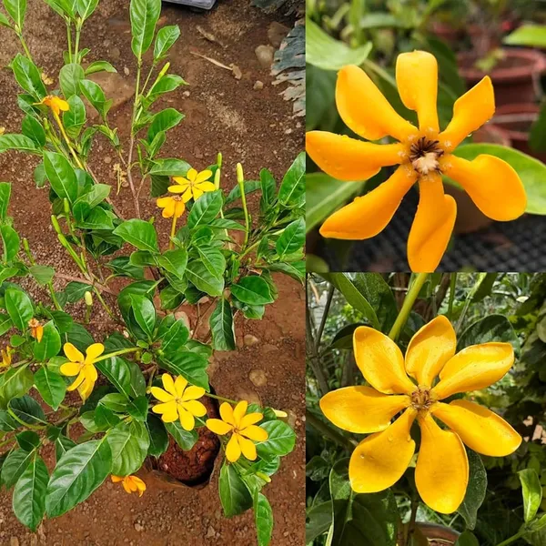 Yellow_Gandharaj_Good_Fragrant_Flower_Plant_Gardenia_Jasminoides_(Pack_of_1_Plant)