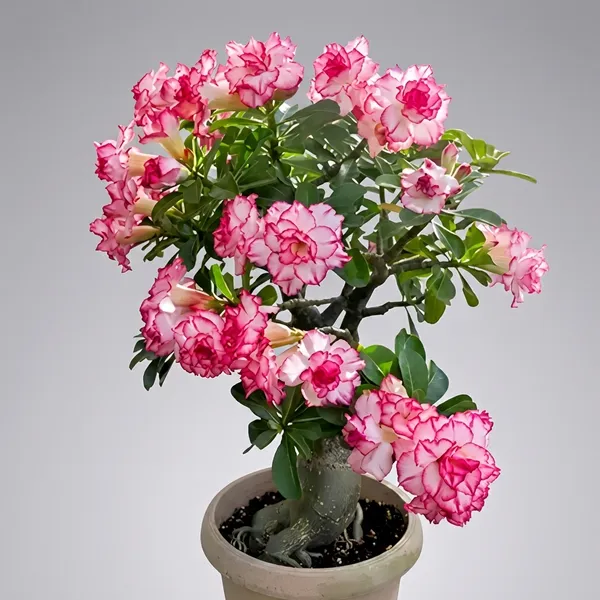 Organic_Rare_Adenium_Plant_Combo_Bonsai_Multi_Petel_Exotic_Desert_Rose_Set_Of_4_Plants_Vibrant_Multi-Coloured_Flowers_4_Healthy_Plant_With_Vibrant_Blooms_For_Home_Garden