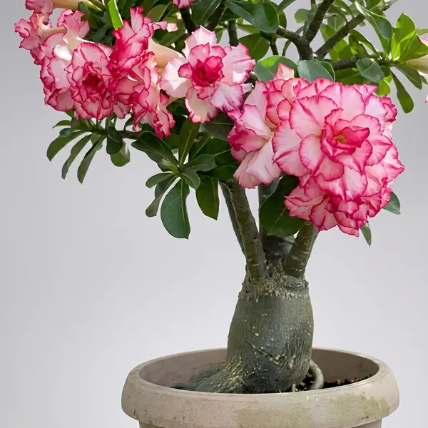 Organic_Rare_Adenium_Plant_Combo_Bonsai_Multi_Petel_Exotic_Desert_Rose_Set_Of_4_Plants_Vibrant_Multi-Coloured_Flowers_4_Healthy_Plant_With_Vibrant_Blooms_For_Home_Garden